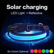 Solar USB Rechargeable LED Dog Collar – Adjustable Night Safety Light