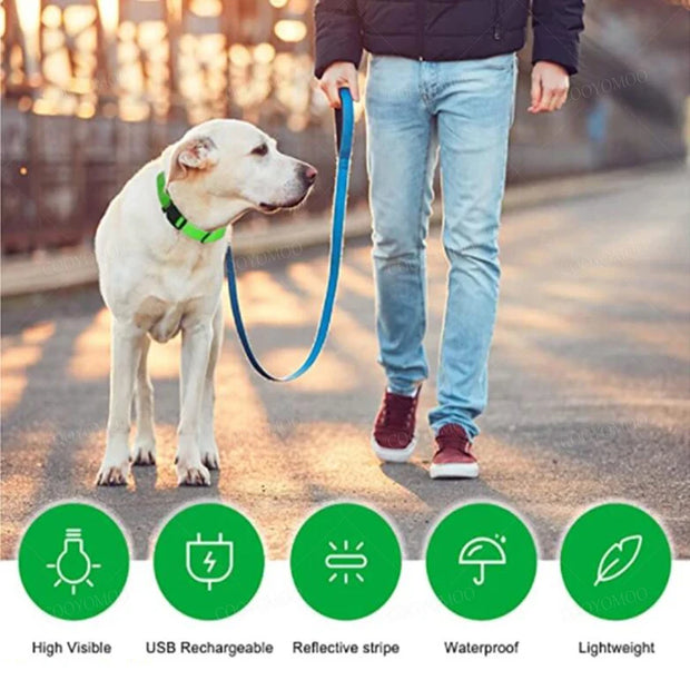 3-Mode LED Dog Collar – USB Rechargeable & Detachable Night Safety Light