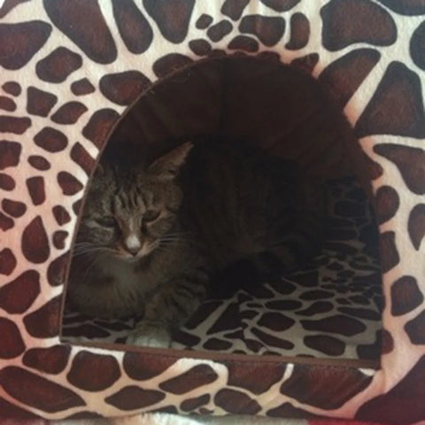 Strawberry Pet Cushion Basket – Soft Tent Bed for Small Dogs & Cats